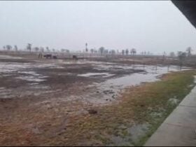 Pantanal tem chuva depois de longos dias