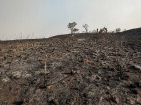 Mato Grosso tem sua pior seca em 44 anos