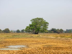 La Niña ajudará a extinguir queimadas e com a safra