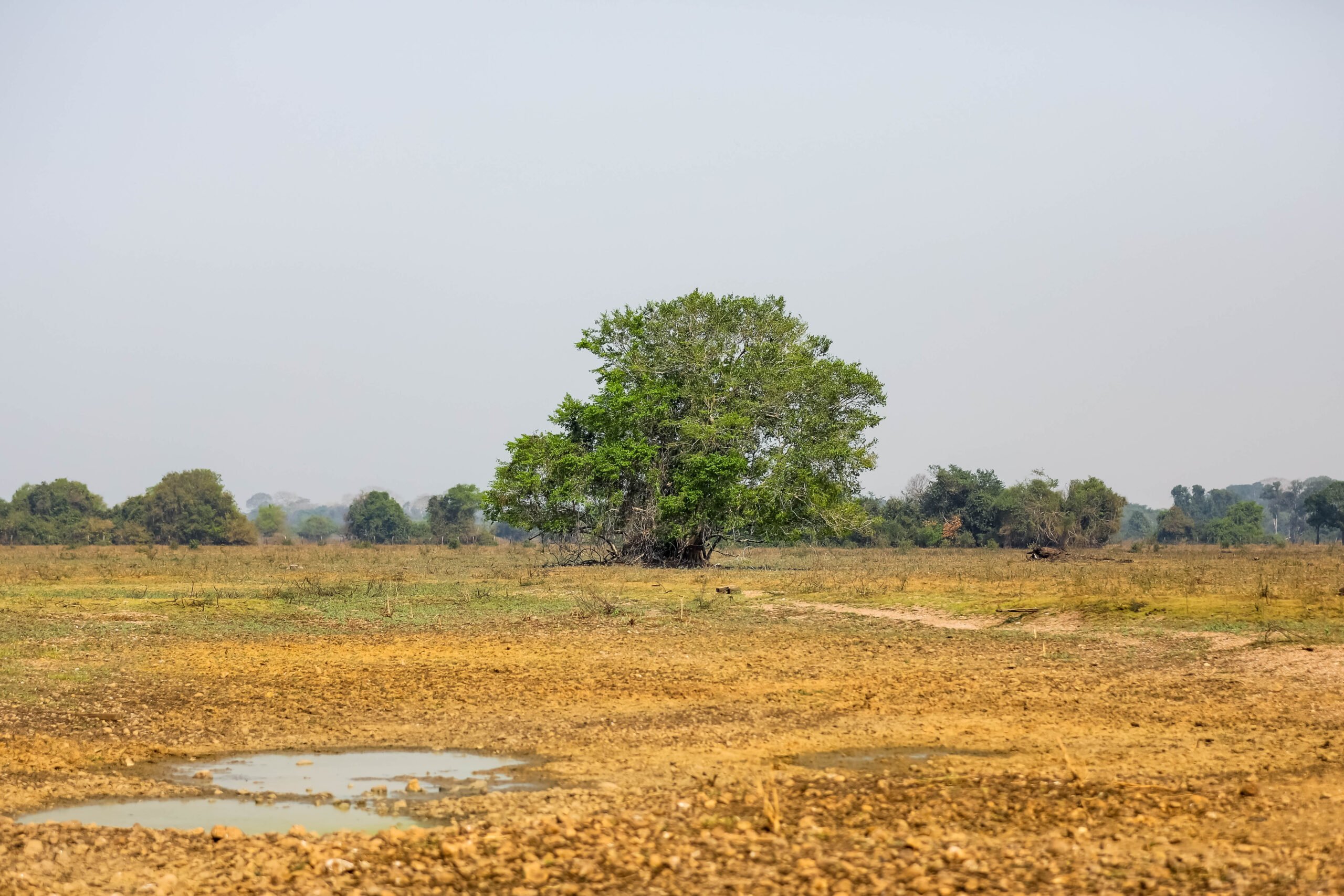 La Niña ajudará a extinguir queimadas e com a safra