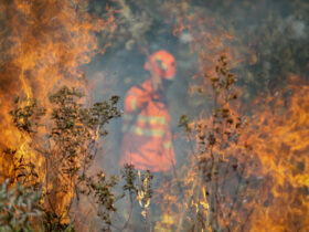 Corpo de Bombeiros Combate 49 Incêndios Florestais em Mato Grosso