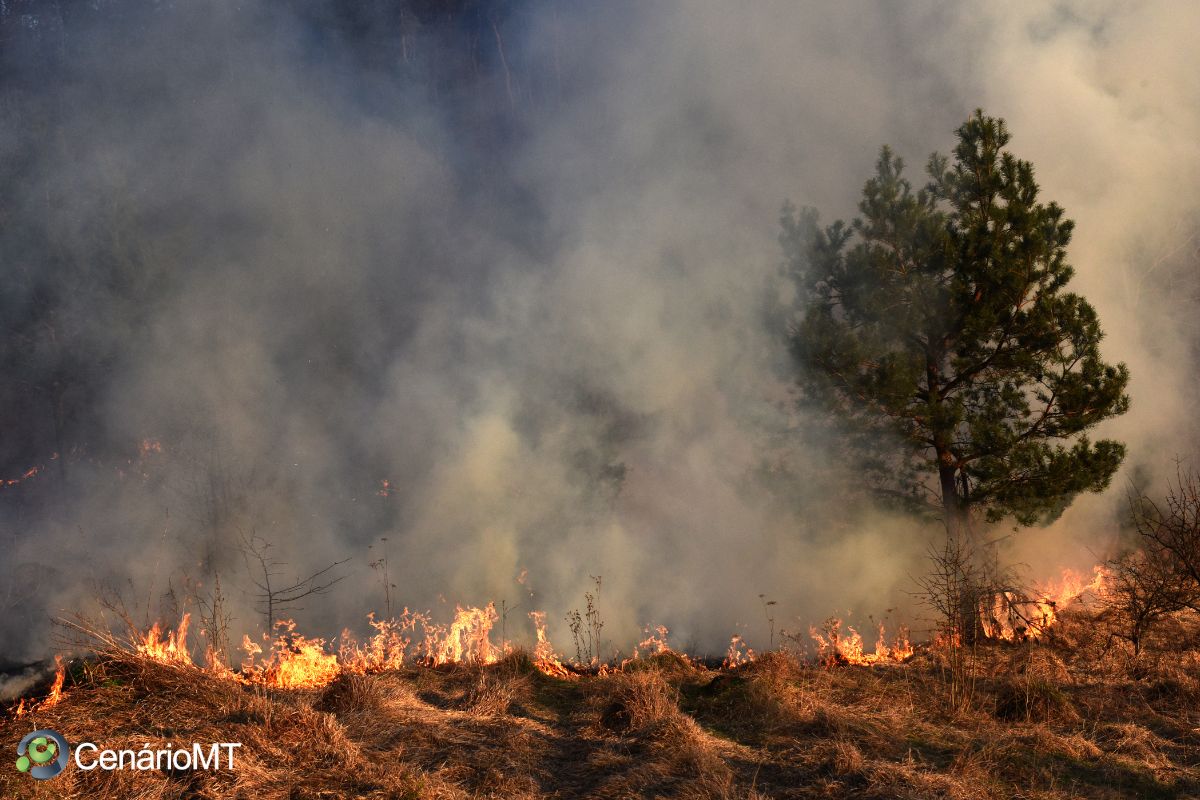 Incêndios no Mato Grosso prejudicam produtores