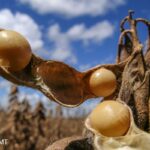 Seca atrapalha plantio de soja em Mato Grosso