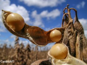 Seca atrapalha plantio de soja em Mato Grosso