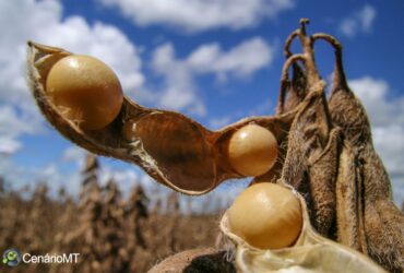 Seca atrapalha plantio de soja em Mato Grosso