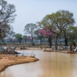 Animais do Pantanal estão salvos mesmo com a seca