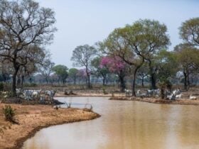 Animais do Pantanal estão salvos mesmo com a seca