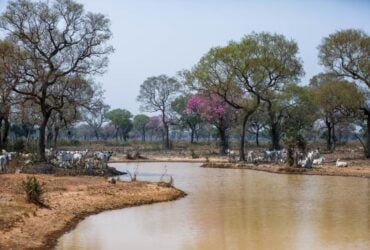 Animais do Pantanal estão salvos mesmo com a seca