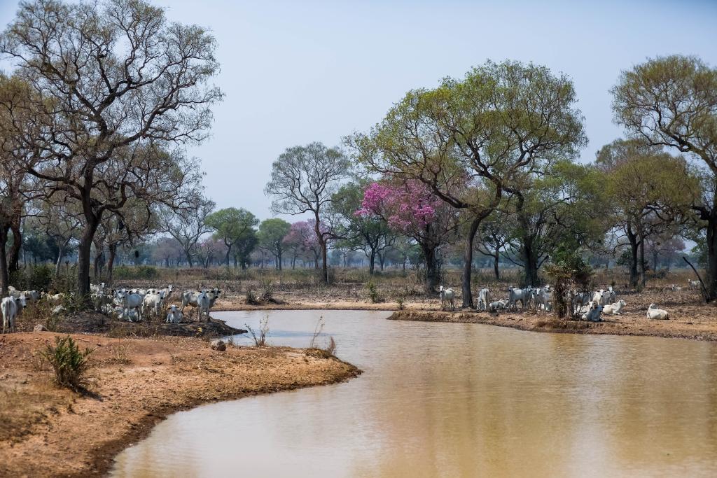 Animais do Pantanal estão salvos mesmo com a seca