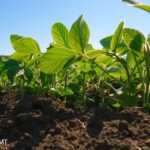 Clima pode atrapalhar plantio de soja em Mato Grosso