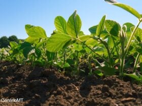 Clima pode atrapalhar plantio de soja em Mato Grosso