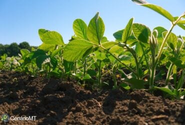 Clima pode atrapalhar plantio de soja em Mato Grosso