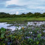 Clima no Mato Grosso em 2024: Seca Prolongada e Impactos na Agricultura