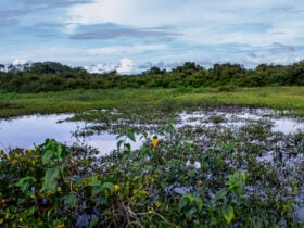 Clima no Mato Grosso em 2024: Seca Prolongada e Impactos na Agricultura