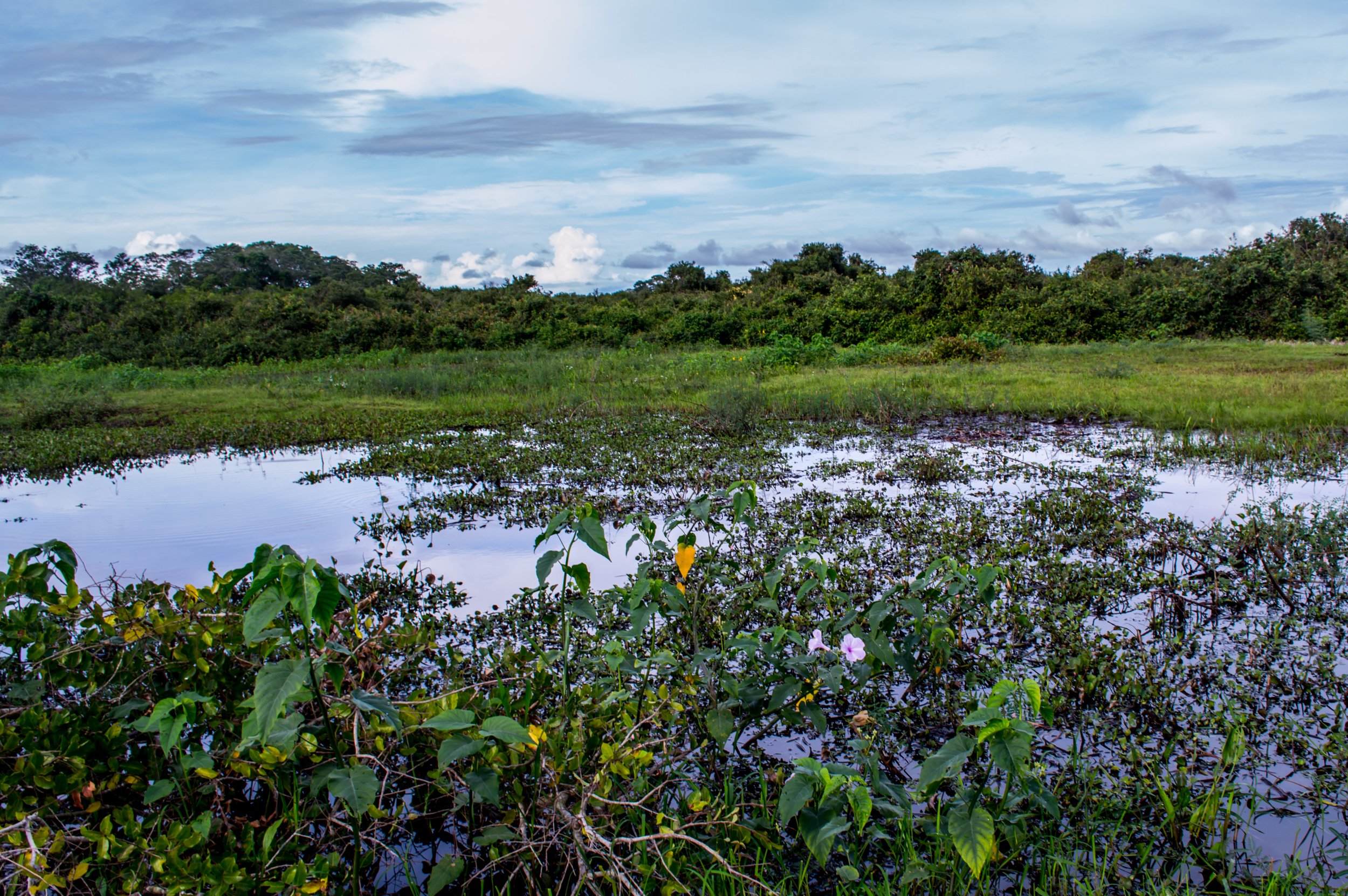 Clima no Mato Grosso em 2024: Seca Prolongada e Impactos na Agricultura