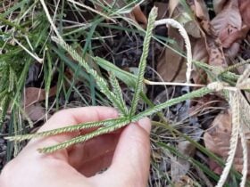 Capim pé de galinha em Mato Grosso