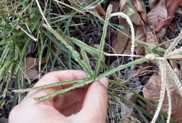 Capim pé de galinha em Mato Grosso