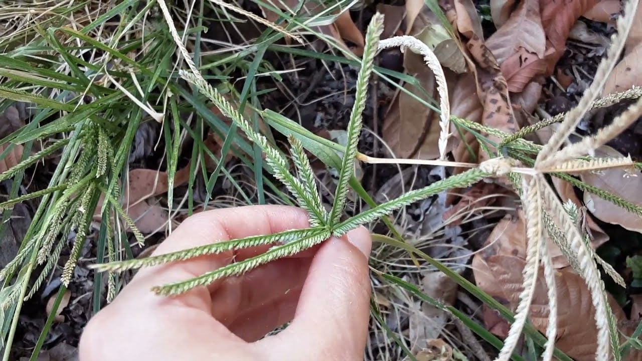 Capim pé de galinha em Mato Grosso